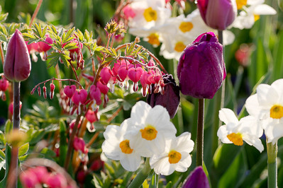 Narcissus 'Geranium', Tulip 'Curly Sue', Dicentra spectabilis